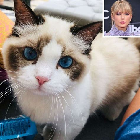 taylor swift posts cat lady thirst trap of benjamin button