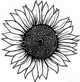 Sunflower Drawing Outline Clipart Simple Drawings Clip Tattoo Paintingvalley Drawn Beginners Getdrawings Clipartmag Harunmudak Clipground Search sketch template