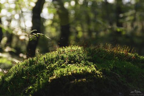 miniature forest photograph  rene van rijssen pixels