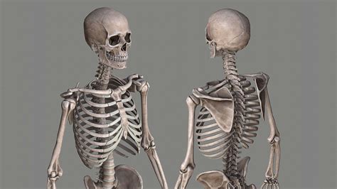 human skeleton caucasian male model    vfxvietcom