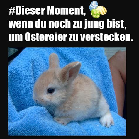 neue beiträge mit hase tag kostenlose lustige bilder für whatsapp profilbilder and sprüche