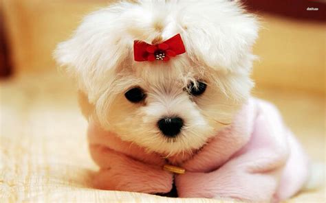 cute puppy pictures wallpaper wallpapertag
