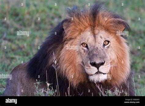 frontal view  magnificent adult male lion  black mane  golden