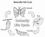 Schmetterling Metamorphosis Lebenszyklus Schmetterlings Farbtonseite Besuchen Metamorphose Monarch sketch template