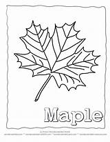 Maple Leaf Coloring Syrup Pages Template Large Printable Kids Clipart Collecting Leaves Getdrawings Drawing Visit Library Popular sketch template