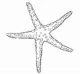 Starfish Little Coloring Coloringcrew Da Gif Colorare Disegni Bacheca Scegli Una sketch template