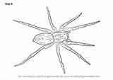 Spider Drawing Wolf Draw Step Drawings Arachnids Widow Tutorials Drawingtutorials101 Getdrawings Animals sketch template