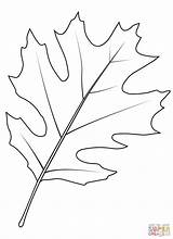 Oak Leaf Coloring Shumard Pages Printable Tree Drawing sketch template