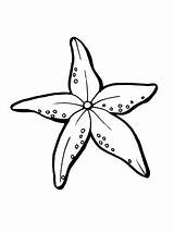 Starfish Zeester Seestern Coloring Ausdrucken Ausmalbild Supercoloring Realistischer Kleurplaat Kostenlos Fisch Paintingvalley Getdrawings Uitprinten Downloaden sketch template