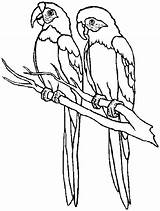Parrot Coloring Pages Color Animal Animals Print Back sketch template