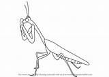 Mantis Drawing Draw Step Insects Tutorials Drawingtutorials101 sketch template