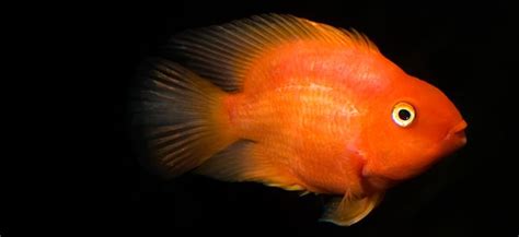 fish profile parrot fish