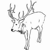 Deer Coloring Pages Buck Color Ones Little Top sketch template
