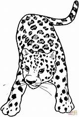 Leopardo Ausmalbild Leopardos Colorir Jachtluipaard Amur Kleurplaat Supercoloring Template Desenhos Ausdrucken Kleurplaten Leoparden Gratis Visitar Tree Categorieën Leapard sketch template