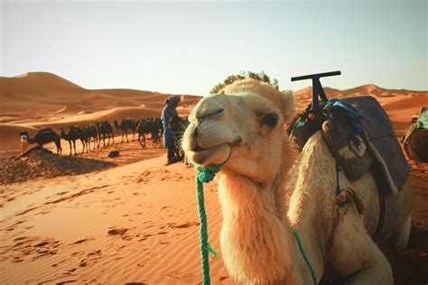 Sahara Desert Egypt Sahara 2014