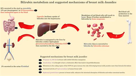 breast milk jaundice article