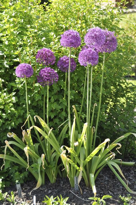 northern exposure gardening awesome alliums  ornamental onions