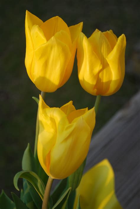 easter tulips blooming flowers flower garden flowers