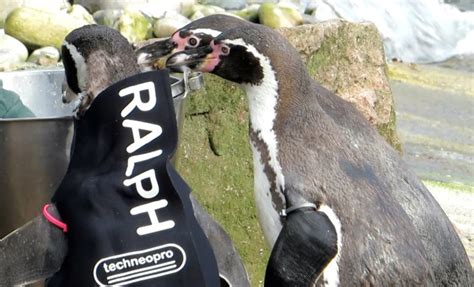 Ralph The Balding Penguin Has Been Made A New Wetsuit To Protect His