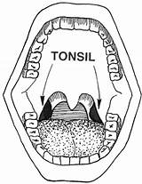 Tonsils Clipart Clip Clipground sketch template