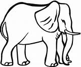 Elephant Coloring Pages Template Animals Animal African Big Grassland Templates Outline Drawing Outlines Color Kids Easy Draw Clipart Printable Clip sketch template