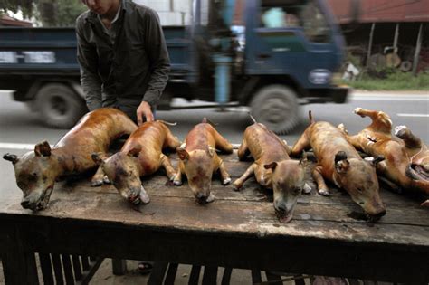 thailands illegal dog meat trade  luke duggleby