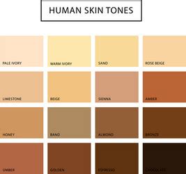 skin tone color chart human texture royalty  vector