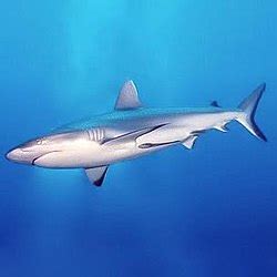 shark wikipedia
