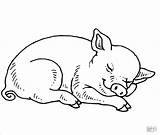 Coloring Pages Pig Baby Sleeping Piggy Pigs Printable Drawing Cute Minecraft Print Realistic Colouring Miss Fern Adult Color Getdrawings Book sketch template
