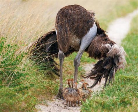 ostrich african wildlife foundation