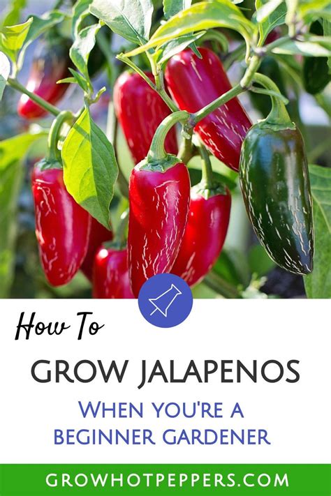 growing jalapenos    grow jalapenos  seeds  potted