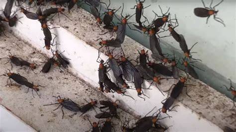 rid  lovebugs   home yard  car love bugs diy pest control paint