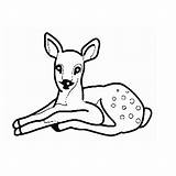 Biche Faon Imprimer Animaux Coloriages Magique 1091 Dessins Danieguto sketch template