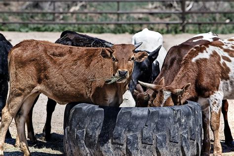 royalty  photo cattle eating grass  daytime pickpik