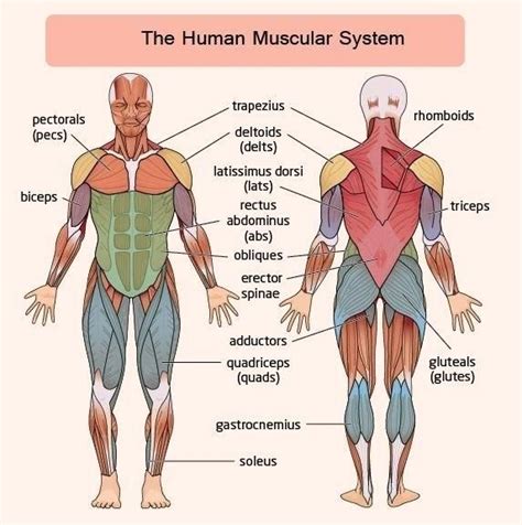 muscular system coloring pages muscular system coloring worksheet