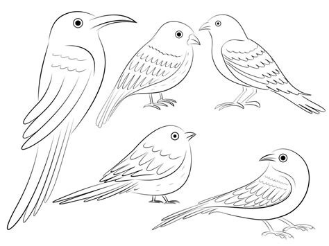 outline bird drawing  vector art  vecteezy