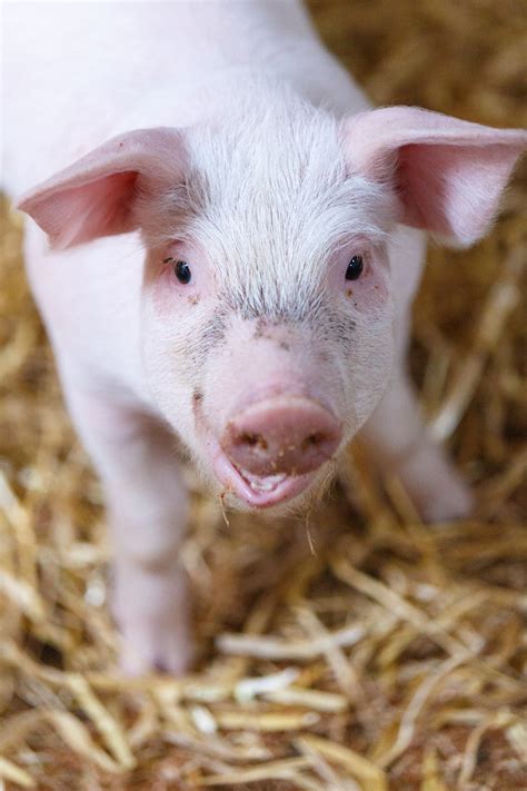 pig  barn  stock photo public domain pictures