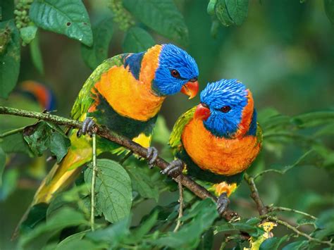 banco de fotos aves hermosas imagenes de aves en alta definicion