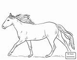 Horse Coloring Pages Appaloosa Drawing Running Horses Draw Printable Spotted Color Print Getdrawings Step Steps Cartoon Dala Sheets Kids Equestrian sketch template