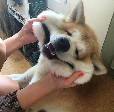dog  face pulled     brutal  rpeoplefuckingdying