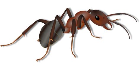 ant facts  kids cool kid facts