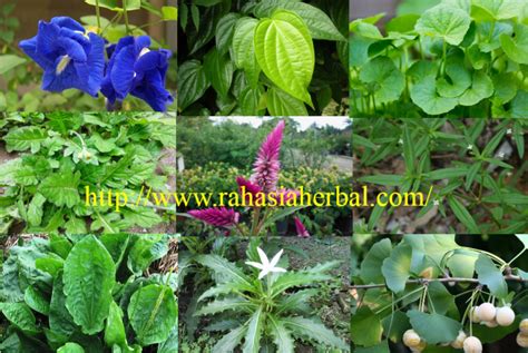 tanaman obat tradisional katarak rahasia herbal