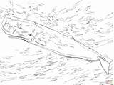 Colorare Capodoglio Sperm Whale Disegni Lusso sketch template