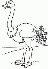 Avestruz Autruche Pintar Ostrich Avestruces Animais Coloriage Animaux Aves Coloriages Blanco Pintarcolorir Colorier Aprende Dibujosparacolorear Aprender Cristianas Publicada sketch template