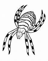 Insetti Insectos Insects Argiope Insekten Coloriage Colorier Justcolor sketch template
