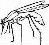 Mosquito Zanzara Pintar Mosquit Dengue Colorare Disegno Dibuix Acolore Chikunguya Novembre Italo Pulga Dibuixos Maestra Valecillo sketch template