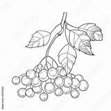 Berry Aronia Chokeberry Contour Outline Dateien Finden sketch template