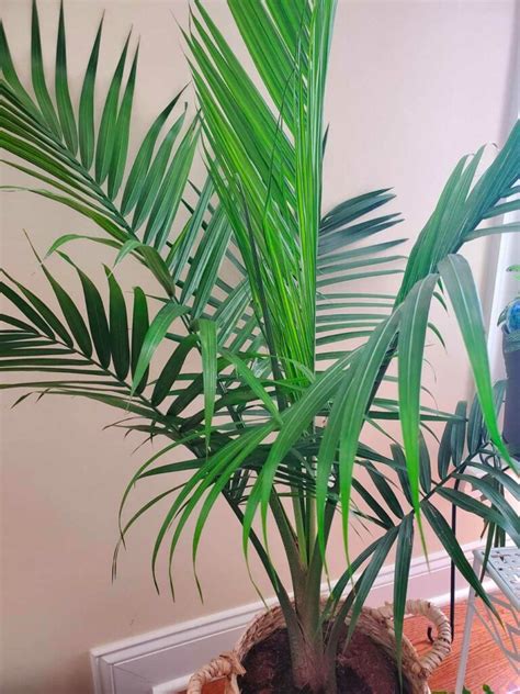indoor palm tree care   trim  palm tree plant