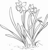 Coloring Narcissus Daffodil Dessin Lent Flower Printable Pseudonarcissus Lily Wild Drawing Clipart Colorier Pages Coloriage Plante 塗り絵 Imprimer Dessins Embroidery sketch template