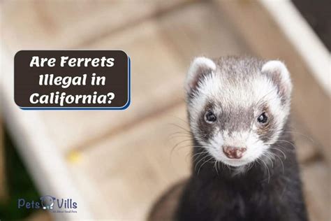 ferrets illegal  california    law
